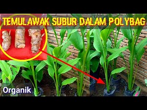 Tips Tanam Temulawak Dalam Polibag Agar Tinggi Subur Rimpang Banyak