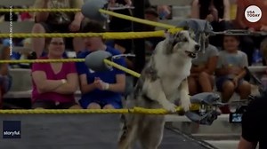 24K views | Daiquiri the Australian shepherd can do more than flip for treats! | USA TODAY Video | Facebook