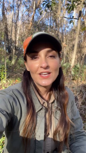 Florida Native Plant Society on Instagram: "TAXA TUESDAY 🌿 w/ the Florida Native Plant Society 🌿 Meet Spotted Wakerobin! Trillium maculatum Spotted Wakerobin Trilliaceae (Trillium Family) Spotted Wakerobin, Trillium maculatum, is one of four species of Trillium native to Florida. It’s the tallest of our species and the southernmost Trillium species in Florida (and potentially North America) - occurring as far south as Alachua County. Trilliums are in a category of plants known as spring epheme