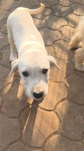 Mera raja #flexcity#flexxcop#gta#dog #dogs ‪@triggeredinsaan‬ ‪@TypicalKannadiga‬ ‪@Mythpat‬