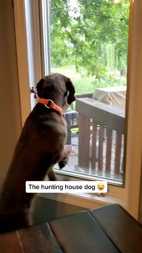 Tess Pudelpointer Showing Her Hunting Skills