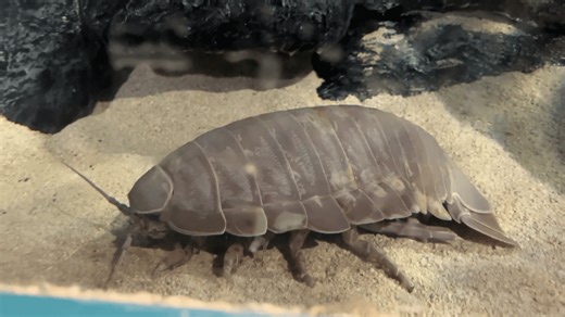 New exhibit at Great Lakes Aquarium tells Minnesota's origin story