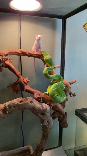 Eve is a pretty girl🐍 #snake #emeraldtreeboa #boa #boasoftiktok #reptilesoftiktok #snakesoftiktok #boafeeding #fypシ #exoticpets #snakefeeding #prettygirl