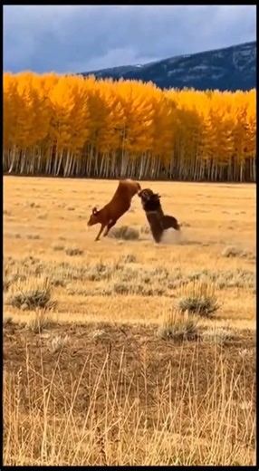 They fired warning shots... He didn't care. 💀