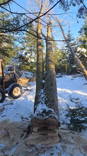 double maple splits apart when hitting the ground