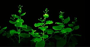 Plantas que brilham no escuro podem ser o novo trend!