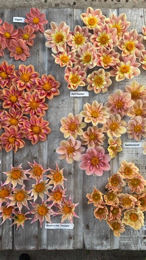 Erin Benzakein - Floret | Last season I conducted a huge dahlia trial with more than 80 collarette (and orchette) varieties to see what was currently on the market... | Instagram