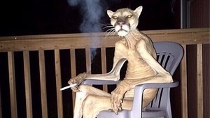 Cigar Cougar / Cursed Panther Smoking | Know Your Meme