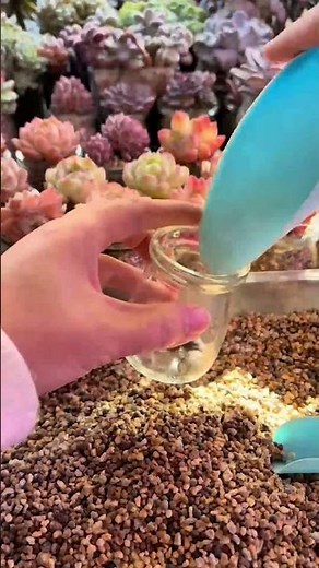 DIY Cute Mini Succulent Terrarium | Simple & Aesthetic 🌿✨