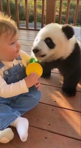 Panda sneezes into watering can, baby loses it 😂| Baby Bee