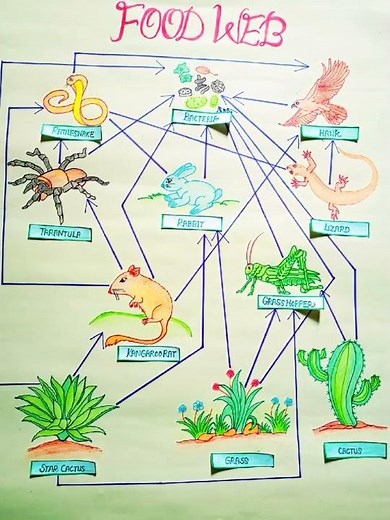 l Chart and Model on Food Chain l Food Web Diagram #shorts #ytshorts