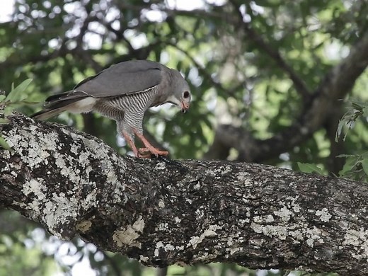 A centipede makes a tasty meal for this lizard buzzard! Video by The Bushcamp Company's in-house photographer Aaron Mwale Aaron Mwale Wildlife Photography | The Bushcamp Company
