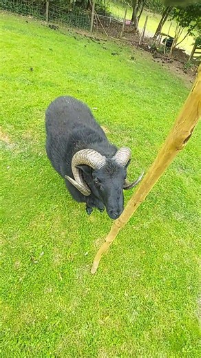 Grumpy Bob. #Hebridean rams