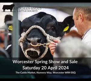 3K views | Demand for registered Aberdeen-Angus sired calves continues to rise, with the breed offering better margins for beef finishers like Ian Farrant, Farmers Weekly’s 2023 Beef Farmer of Year Head to United Auctions Stirling bull sales on 22nd and 23rd October to introduce genetics fit for the future of beef production. Online bidding is also available  Catalogue available here https://shorturl.at/pRUV4 | Aberdeen-Angus Cattle Society | Facebook