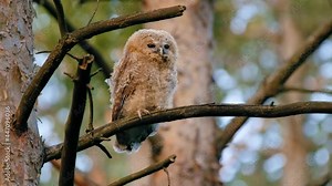 Juvenile tawny owl (Strix aluco) in forest, baby chick perching on a branch, calling