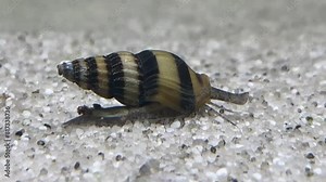 Anentome helena, auch bekannt als Clea helena oder Anentome sp., eine Raubschnecke im Aquarium.