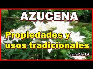 LILY - Properties and traditional uses