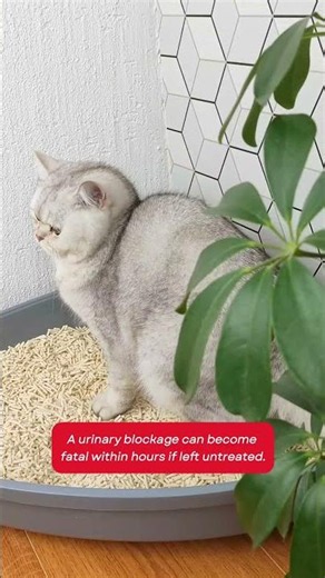Cat Not Peeing - Is This an Emergency?
