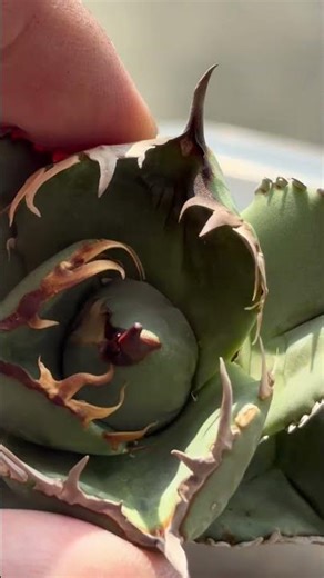窮奇圓葉 発根 塊根植物 灌木 多肉植物 珍植物 アガベ #shorts #agave #観葉植物 #indoorplants #plant #plants #succulent #cactus
