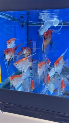 Oct 23, 2025 - New Angelfish Arrival @sourceaquaticscanada Albino Red Cap, Red Devil Angelfish and Black Ruby Barb #aquarium #fishtank #discusfish #fish #cichlids #angelfish | Source Aquatics