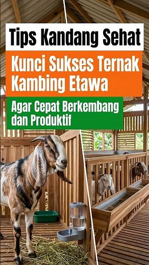 Healthy Shed Tips, the Key to Successful Etawa Goat Farming for Rapid Growth and Productivity