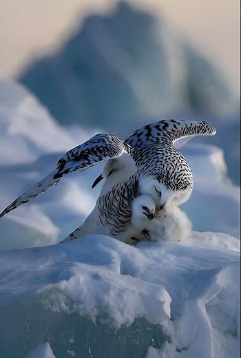 Majestic Snowy Owl Mom Protects Her Fluffy Baby in the Arctic ❄️🦉 #4knature #birds #birdsong