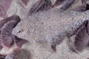 Speckled sanddab - Alchetron, The Free Social Encyclopedia