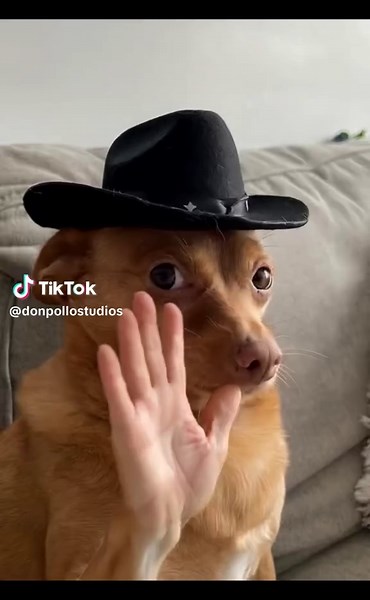 Hilarious TikTok Memes for 21st Century Comedy Fans