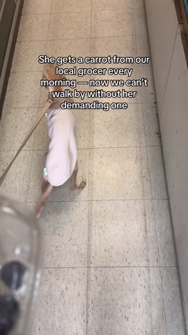 Little Dog Visits the Grocer Each Morning for a Daily Carrot Treat