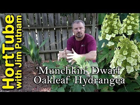 Planting a 'Munchkin' Dwarf Oakleaf Hydrangea