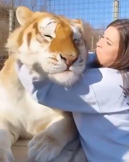 Ultimate Tiger Makeup Tutorial! 🐅💄 Easy Steps for a Roaring Transformation