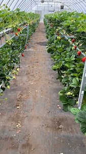 NGS project in USA. Washington DC. More density per square metre. Short payback period | Sweetberry.kz