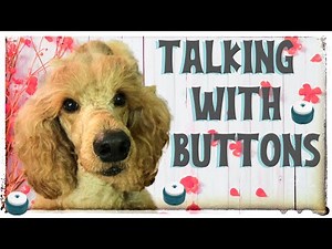 Teaching dogs to talk with buttons | #wordbuttons