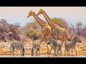 Giraffe Sounds: Real Wildlife Hums and Grunts for Education, Learning, and Calming Background