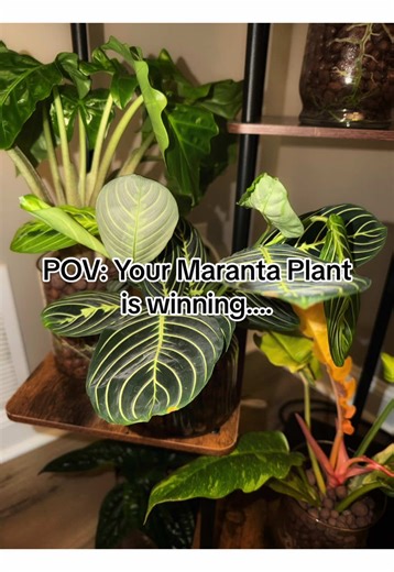 Fun fact: Maranta plants are called “prayer plants” because their leaves fold upward at night, like hands in prayer, and open back up during the day. 🌿@PierresPlants Let’s gooooooo Plant Club #Plants #plantTok #maranta #plantclub #plantsoftiktok