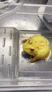 Pacman frog barking angrily