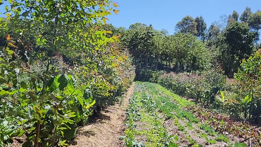 This is our first Syntropic Agroforestry farm field, half a hectare. We have planted 27 different tree species here (indigenous and exotic) to a total of 1573 individual trees 🌳 🌲🌳🌴🌳🌲 Continuing following our journey are we scale across Africa to different biomes and agroecological zones 🌱🌳👩‍🌾🧑‍🌾👨‍🌾🌳🌱 #regeneratekenya #regenerativefarming #regenerativeagriculture #syntropicagroforestry #agroforestry #agroforestrykenya2023 #regreeningafrica #carbonsequestration #naturepositive #na