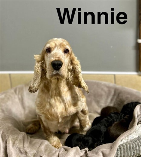 Lovely Chocolate And Black Cockapoo Boys Available For Sale in Wisbech, Cambridgeshire | Cockapoo Owners