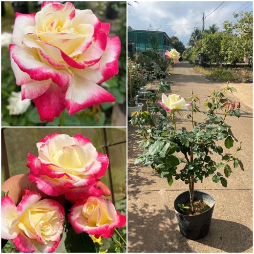 Double Delight hoa hồng đổi màu Tree sum lắm | Nguyễn Hằng