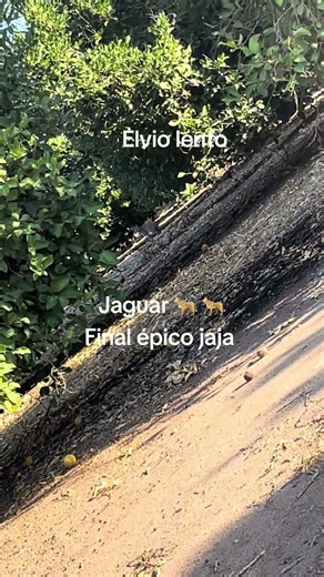 Jaguar en el rancho #jaguar #jaguar #precaucion #california... #Shorts #elviolento1