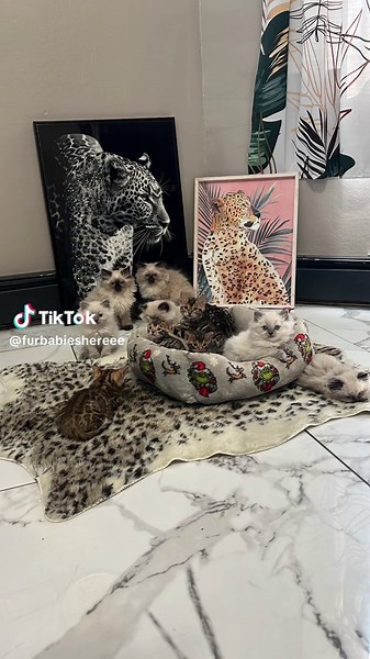 Ragdoll and Bengal Cats: Beautiful Companions