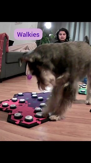 Funny Schnauzer Talking - Must Watch Till the End!