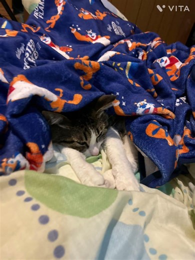 朝にゃー.お母さんと一緒に寝てた僕の写真集めにゃ〜😸😸3/18.