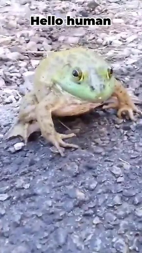 Frog get mad and SCREAM #frog #scream #froggy #trending #fyp #foryoupage