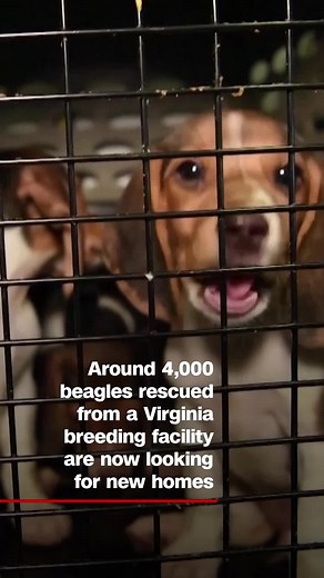 134K views · 426 reactions | Shelters from South Elgin, Illinois to Pittsburgh have begun receiving the beagles, which will get medical exams, vaccinations and other treatments before becoming available for adoption. | CNN | Facebook