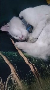 cute cats 😻😻#blackcat #cat #catvideos #animal #catphoto #kitten #shorts