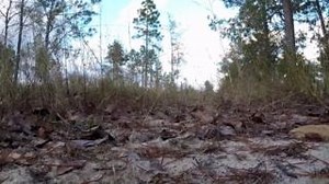 Beep! Beep! Look out, here comes the longest species of snake native to North America! The eastern indigo snake is a non-venomous noodle that lives in the longleaf pine forests of the southeastern United States. Not only are these snakes gorgeous with their bejeweled shimmering scales, but they also play a critical role in population control for many small mammals, birds, amphibians, and some other reptiles. Eastern indigos also represent one of the many species that are currently listed under t