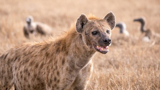 Listen to a Hyena Laugh