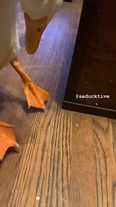 3.2M views · 38K reactions | My Cheese Feet!!! #BadDay #DuckLife #CheeseFeet #FunnyMoments #AnimalReactions #RelatableContent #ProtectYourCheese #QuirkyAnimals #LaughOutLoud #DailyStruggles | seducktive | Facebook