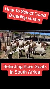 Selecting the best female boer goats for farmers in West Africa #semanhyiafarms #farminginafrica #livestock #howtostartafarm #boergoats #breedinggoat | Farming In Africa
